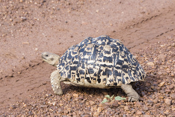 Obraz premium Leopard Tortoise (Stigmochelys pardalis) Crossing a Red Dirt Road in Northern Tanzania