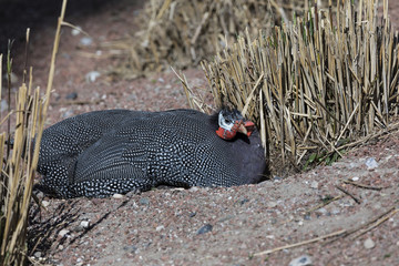 Guinea Fowl