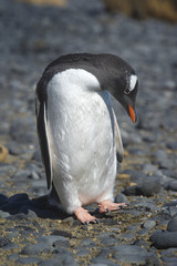 Naklejka premium Pingüinos Papúa en la Peninsula Antartica.