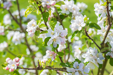 Apple Blossom in bloom