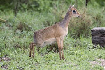 Fototapeta premium Kirk's Dik-Dik (Madoqua kirkii) Portrait in Northern Tanzania