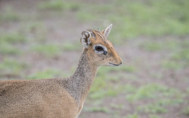 Obraz premium Kirk's Dik-Dik (Madoqua kirkii) Portrait in Northern Tanzania