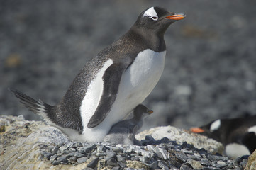 Fototapeta premium Pingüinos Papúa en la Peninsula Antartica.