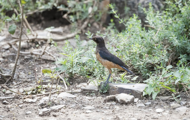 Juvenile Hildebrandt's Starling (Lamprotornis hildebrandti) in Northern Tanzania