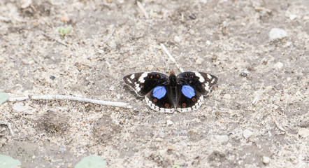 Junonia oenone Butterfly on the Ground in Northern Tanzania