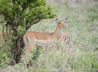 Impala (Aepyceros melampus) in Northern Tanzania