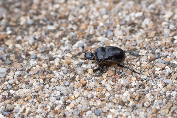 Heliocopris Beetle Species on a Gravel Road in Northern Tanzania