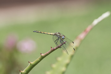 Navy Dropwing (Trithemis furva) Resting on a Plant in Northern Tanzania