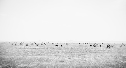 The Plains of the Serengeti in Tanzania