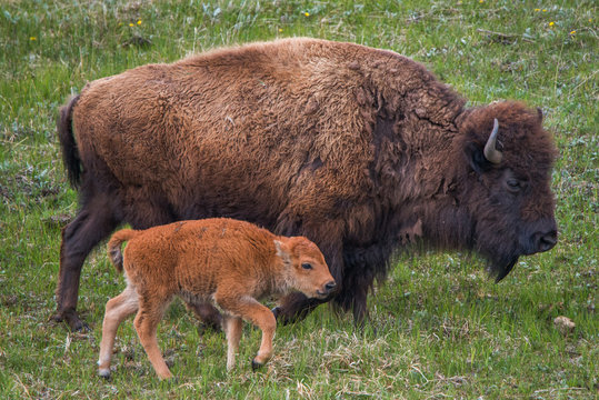 Bison Calf with Mom