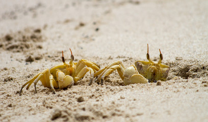 Horned Ghost Crab