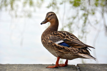 Stockente