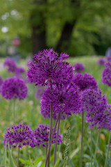 Obraz premium Allium Blooms
