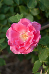 Tea Rose