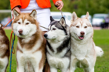 Four dogs close-up. Siberian Husky.