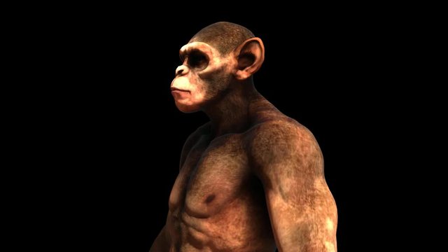 Ape Monkey Chimpanzee Chimp