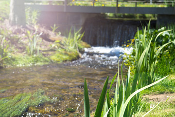 A small pond with a rush on the edge and a small waterfall.