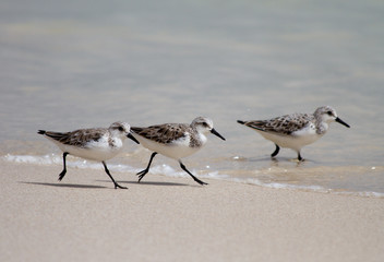 Sandpiper in the Oman