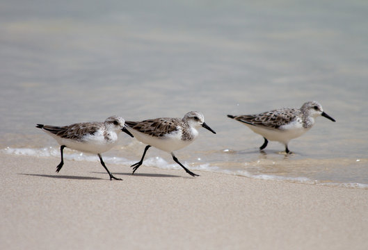 Sandpiper in the Oman
