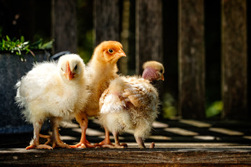 kücken im sommer draussen