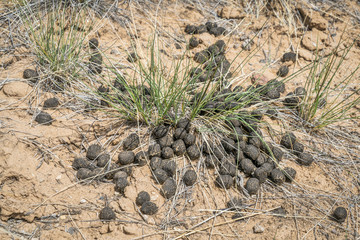 mule deer droppings in Rocky Mountains