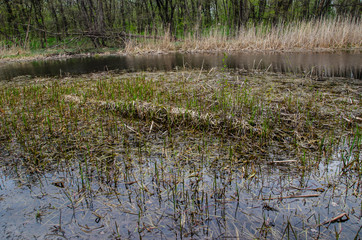 Young reed in Dnieper marshes