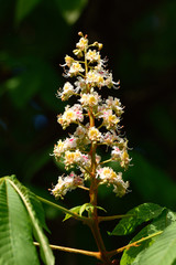 Beautiful blossoming of a chestnut spring day in the garden