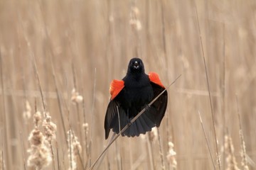 Calling red wing blackbird