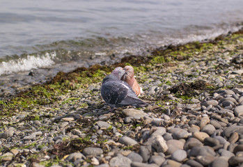 Kissing of two blue and red pigeons on the seacost