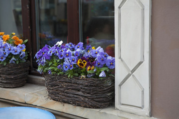 the blue Violets in a wicker basket on the steps of the cafe as decoration