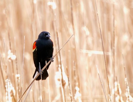 Red wing blackbird