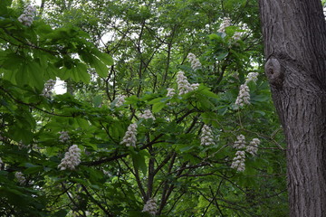 Fototapeta premium Blooming chestnuts