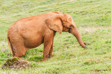 Elephant on a green grass