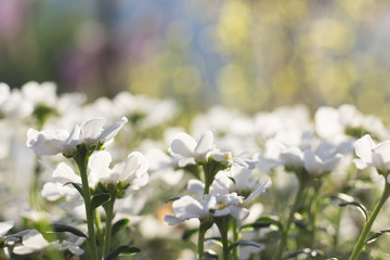White Wildflowers in the Field