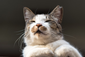 Smile brown tabby & white cat 