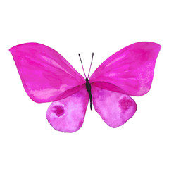 Drawing a watercolor pink butterfly