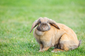 Flap-eared pet rabbit on green grass in park