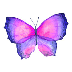 Watercolor color butterfly drawing