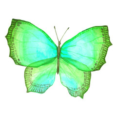 Watercolor color butterfly drawing