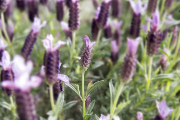 Obraz premium Lavender in natural way, in the background.