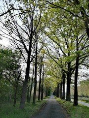 Beautiful environment with green nature and young leafs of the trees