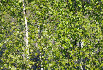 Fototapeta na wymiar Birch grove for background