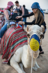 Fototapeta na wymiar Camel riding in Dubai desert.