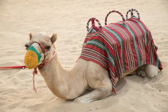 Camel riding in Dubai desert.