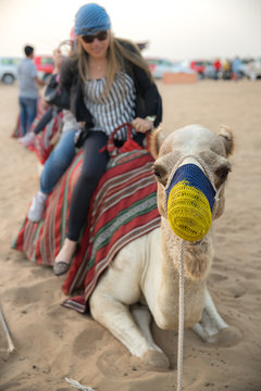 Camel riding in Dubai desert.