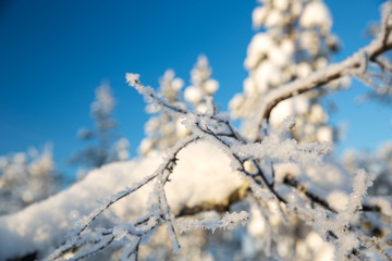 Winter landscape in Urho Kekkonen National Park, Finland.