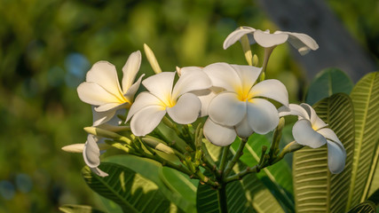 white and yellow frangipani