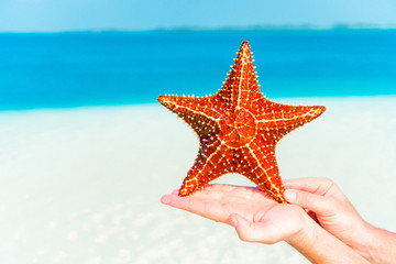 Fototapeta na wymiar Tropical white sand with red starfish in hands background the sea