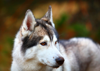 dog closeup portrait