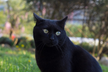 Naklejka na ściany i meble Domestic Black Cat in the Garden